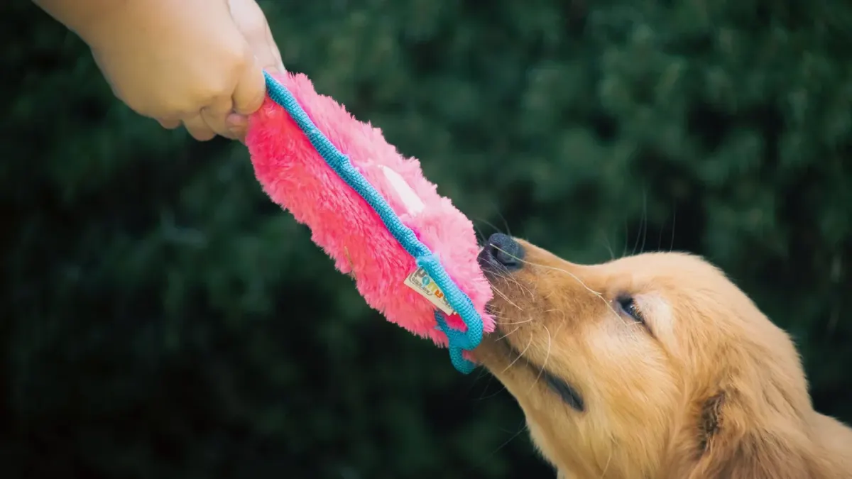 A dog and its owner playing tug-of-war with a rope toy on a lawn