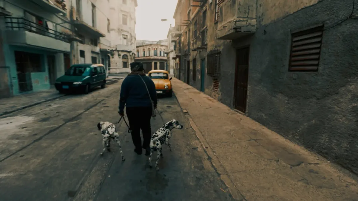 A dog and owner walking slowly together on a quiet residential street