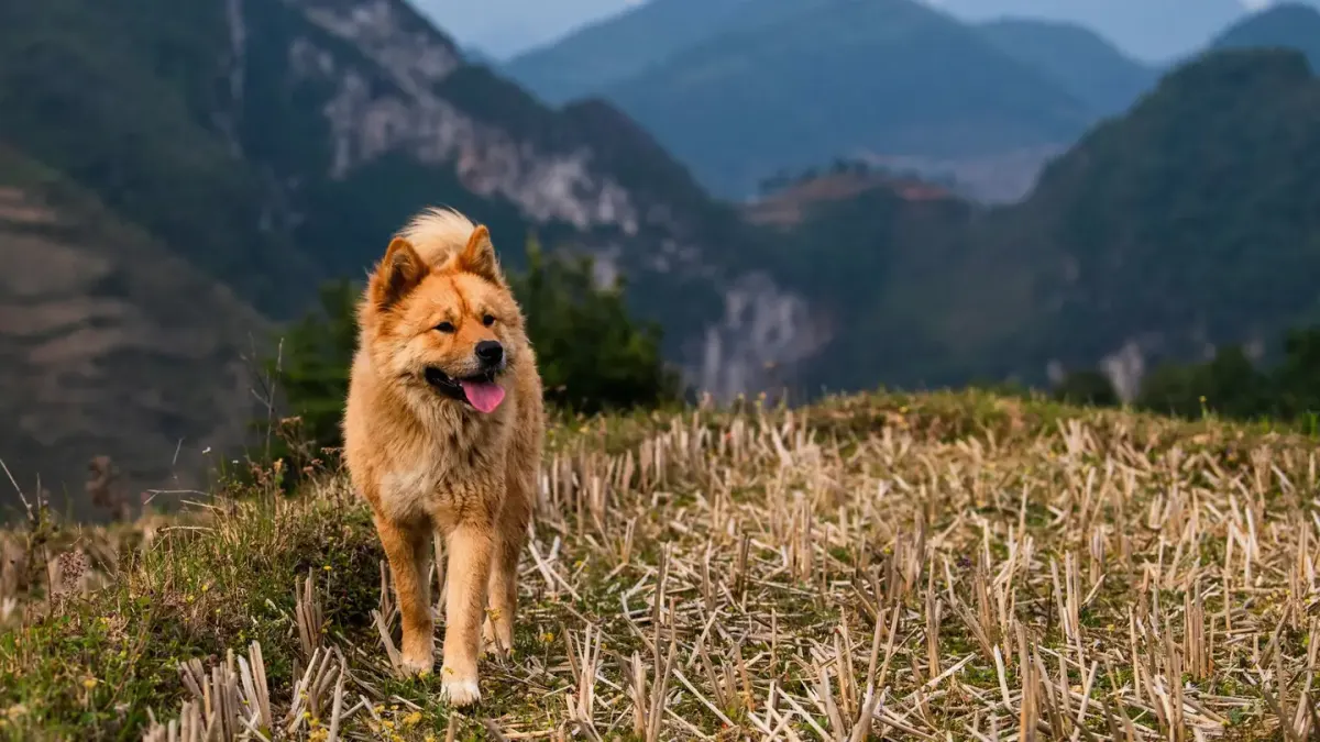 A dog lying down and resting one hind leg after an outdoor hike