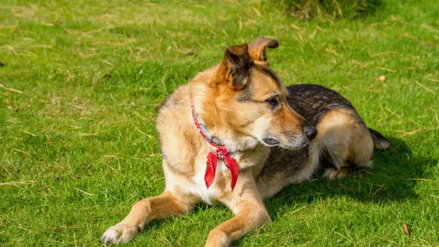 A dog lying stretched out on grass after exercise, panting