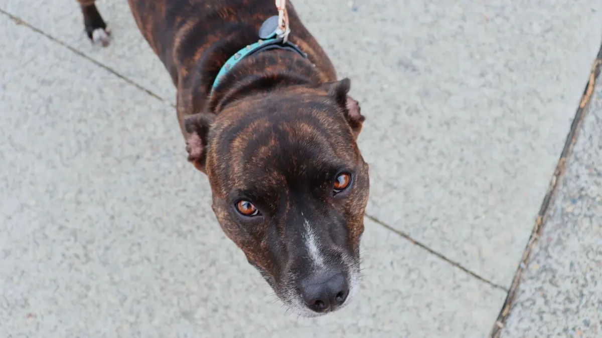 A dog on a short leash walking calmly across a yard