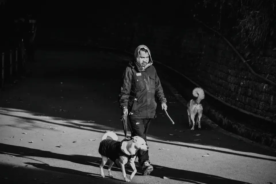 A dog owner walking a dog slowly along a quiet tree-lined path
