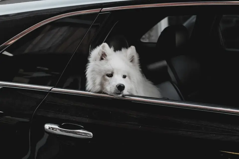 A dog panting and looking stressed while sitting in a parked car