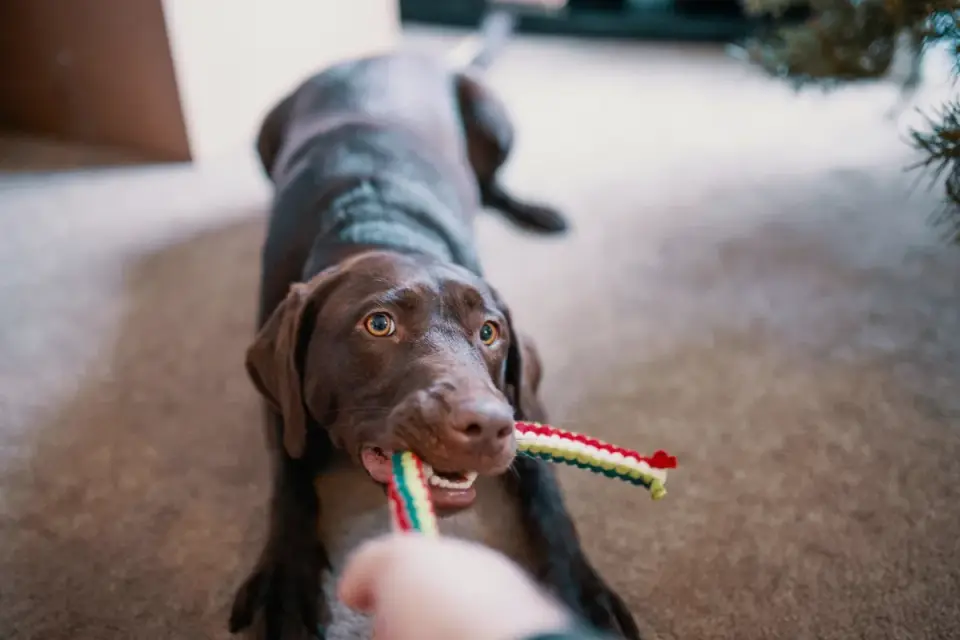 A dog pulling a rope toy sideways and low to the ground during play