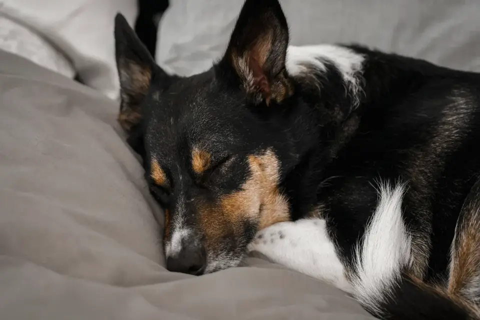 A dog resting on an orthopedic bed