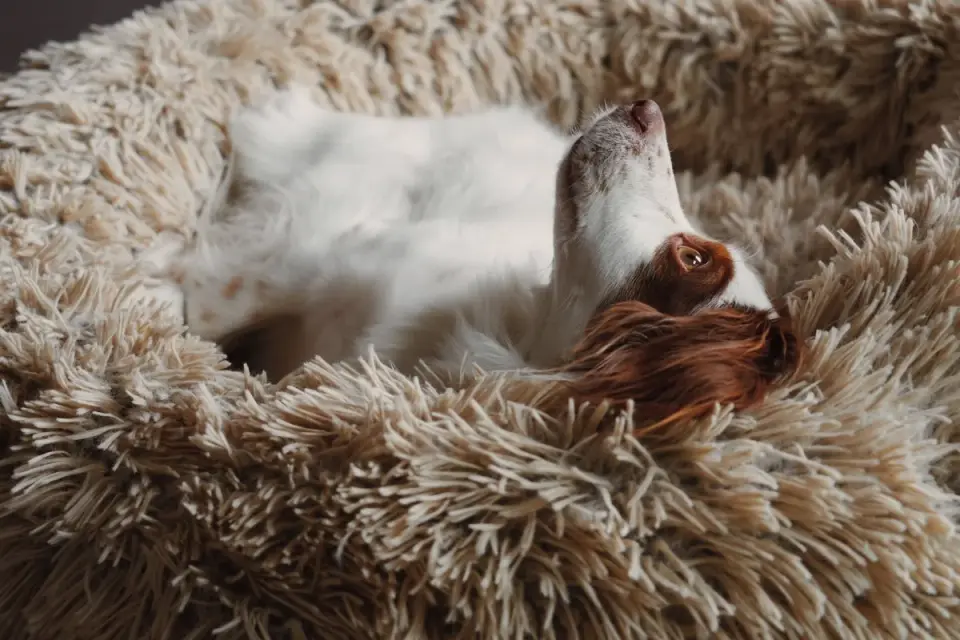 A dog resting on a padded bed in a living room