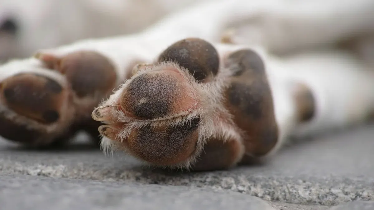 A dog's paw resting near a sunlit concrete sidewalk on a summer afternoon