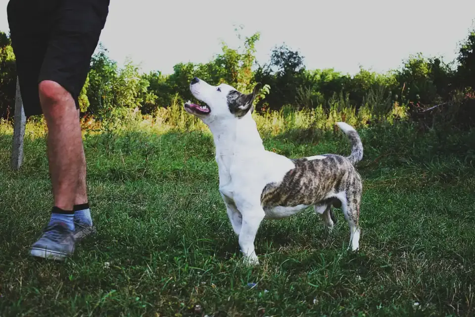 A dog standing on a foam balance pad while an owner supervises