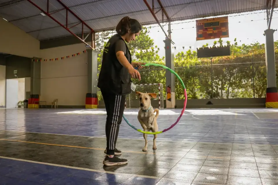A dog standing with two paws on a low balance cushion during a rehab exercise