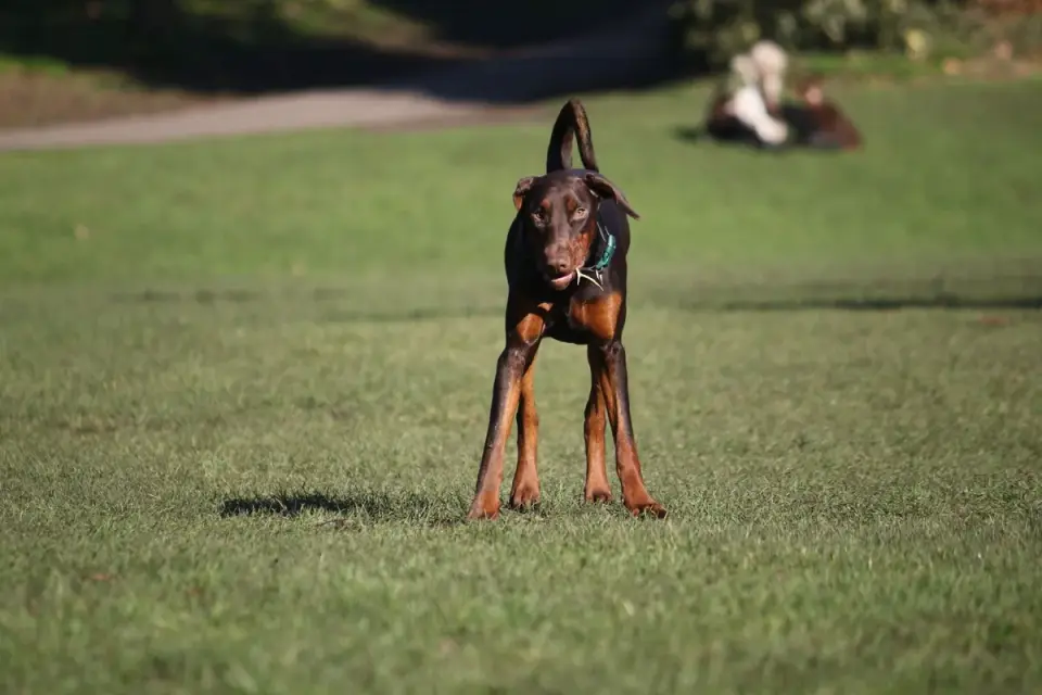 A dog stepping carefully over a row of low horizontal poles set on the ground