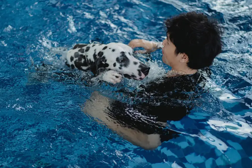 A dog swimming in a rehabilitation pool wearing a flotation vest