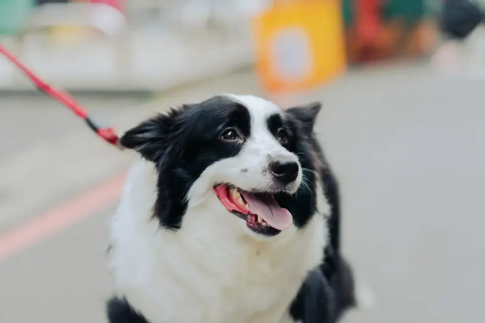 A dog walking on a leash beside its owner on a paved path