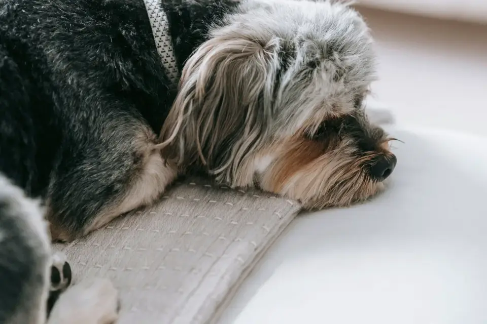 A dog walking up a padded ramp set up indoors for at-home mobility support