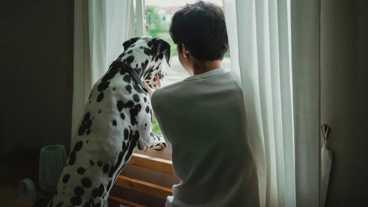 A dog wearing a snug anxiety wrap sitting near a rain-streaked window