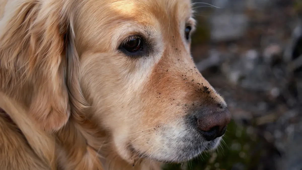 A golden retriever standing near a kitchen counter with fresh turmeric root and a small dish of powder