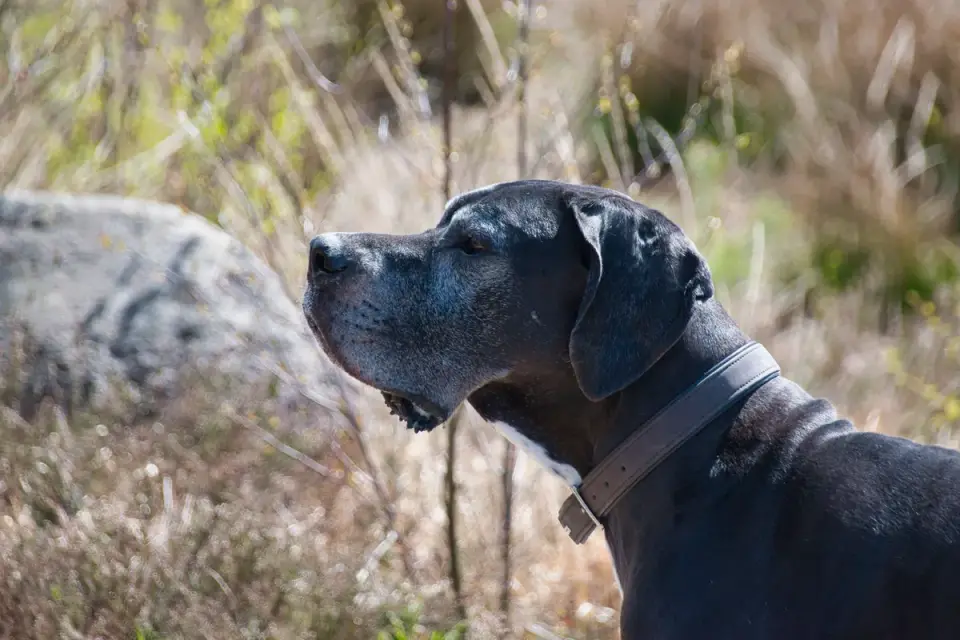 A large-breed Great Dane puppy standing on a veterinary scale
