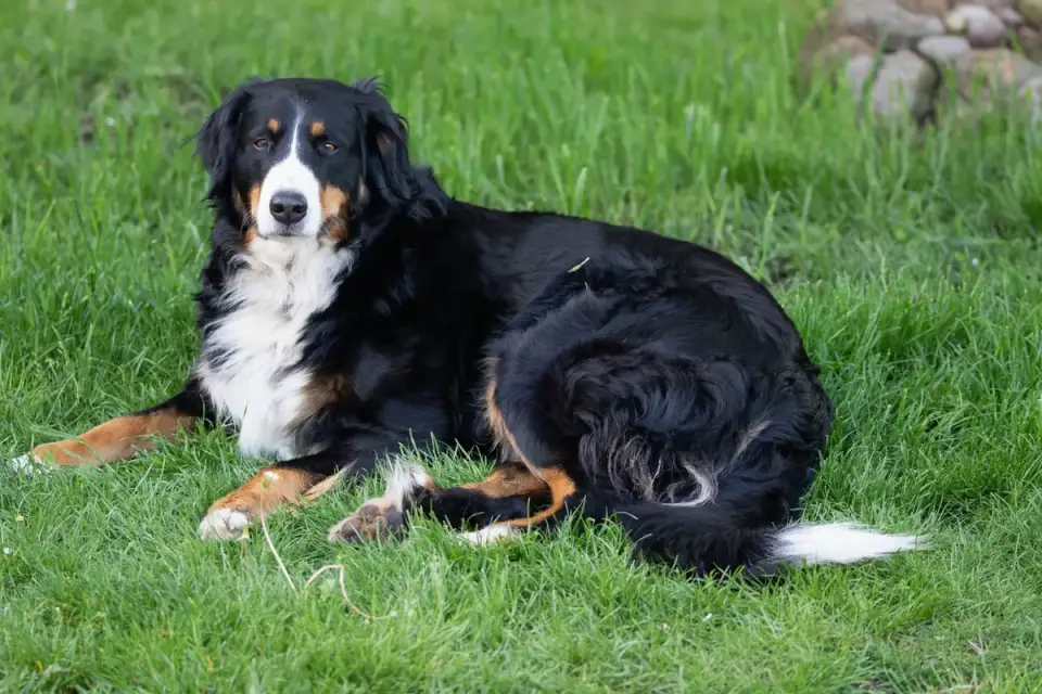A large-breed puppy lying down on grass after a play session