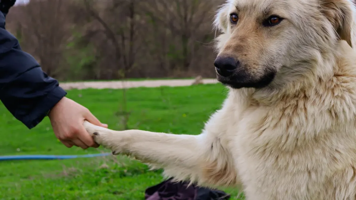 A large senior dog taking a chew treat from its owner's hand in a home kitchen