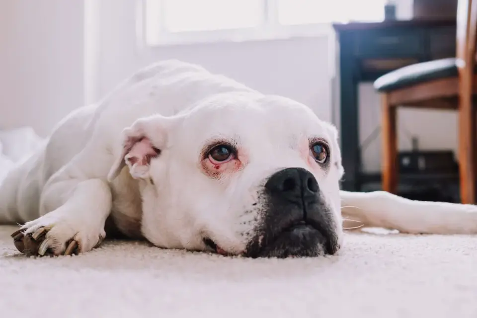 A medium-sized dog climbing carpeted stairs on a leash indoors