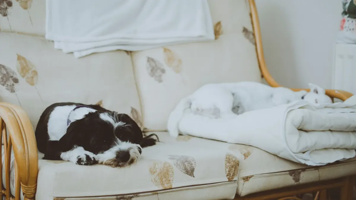 A medium-sized dog standing with two paws on a foam balance cushion