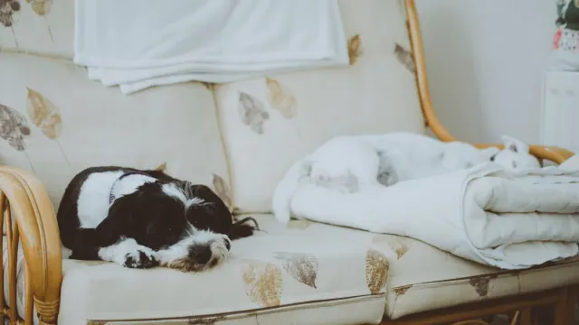 A medium-sized dog standing with two paws on a foam balance cushion