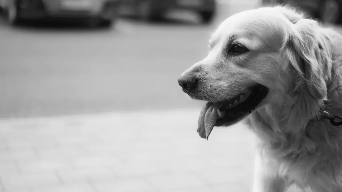 A middle-aged golden retriever mid-stride on a neighborhood sidewalk