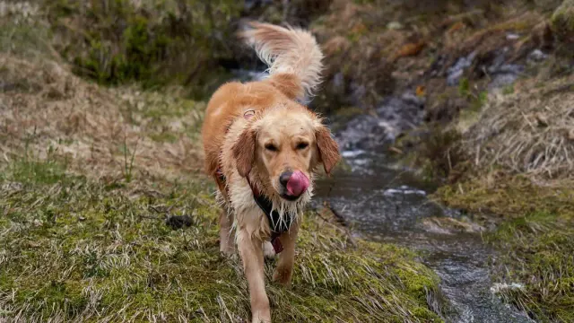 A mixed-breed dog walking up a grassy hillside on a leash