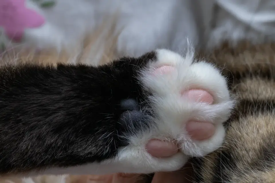 A person checking a dog&#x27;s paw pads after a walk