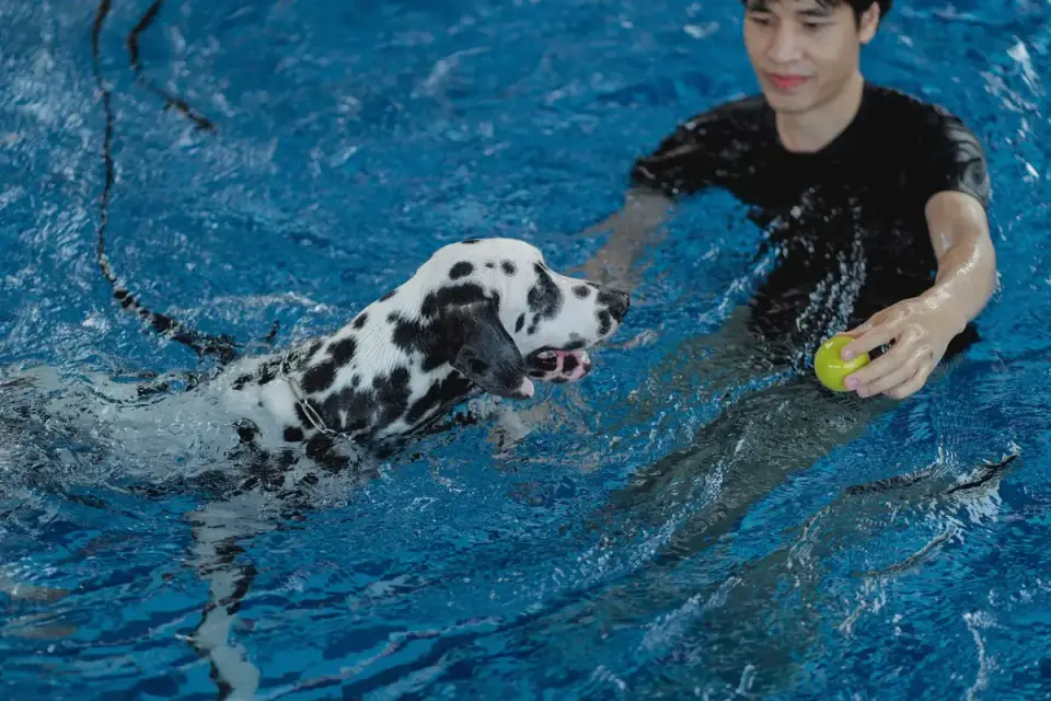 A rehabilitation technician guiding a dog through an underwater treadmill