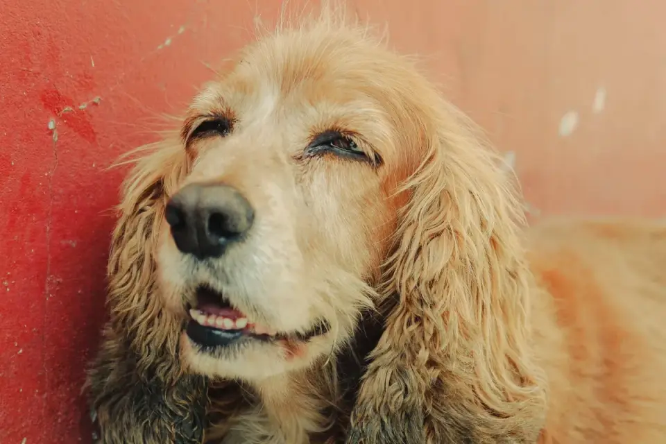 A senior Cocker Spaniel pausing partway up a short flight of stairs