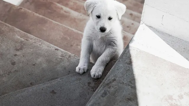 A senior dog hesitating before climbing a short staircase