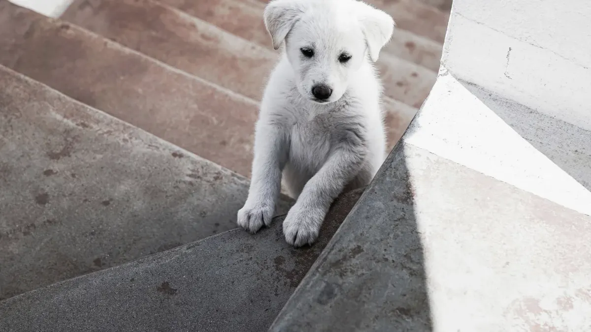 A senior dog hesitating before climbing a short staircase