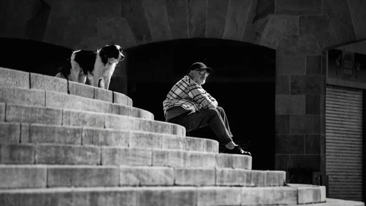 A senior dog pausing at the bottom of a staircase, weight shifted back
