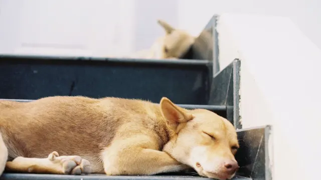 A senior dog pausing partway up a staircase before continuing