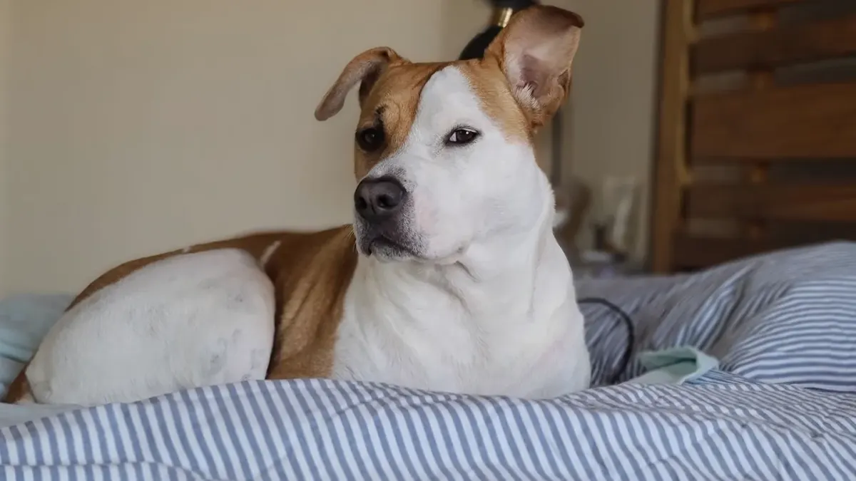 A senior dog resting comfortably on a padded bed indoors