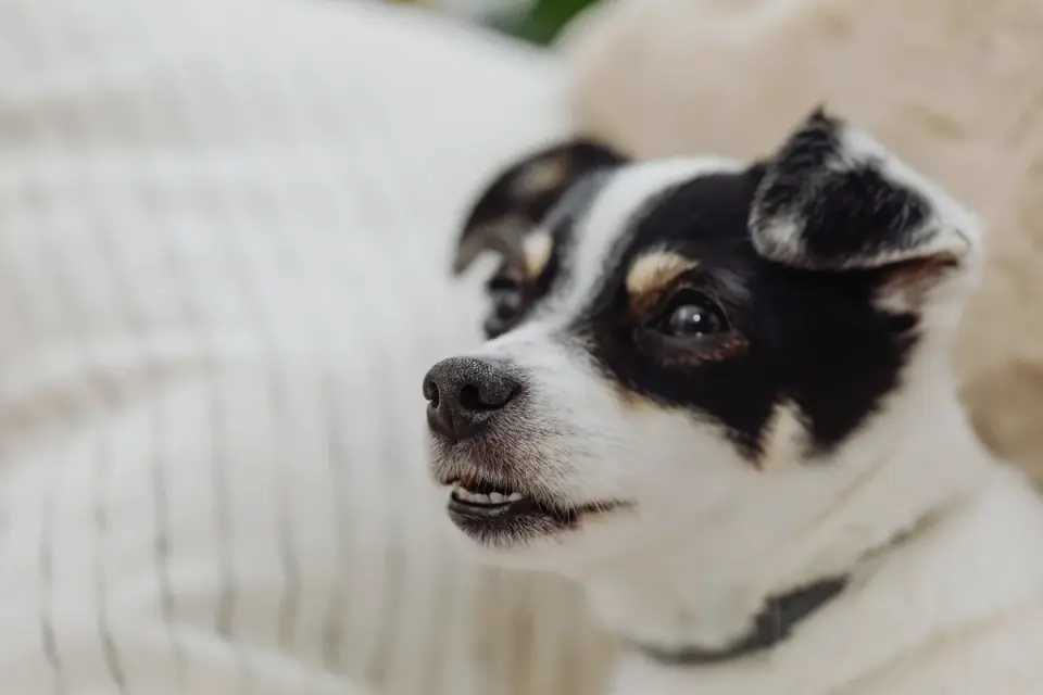 A senior dog resting comfortably on a padded bed indoors