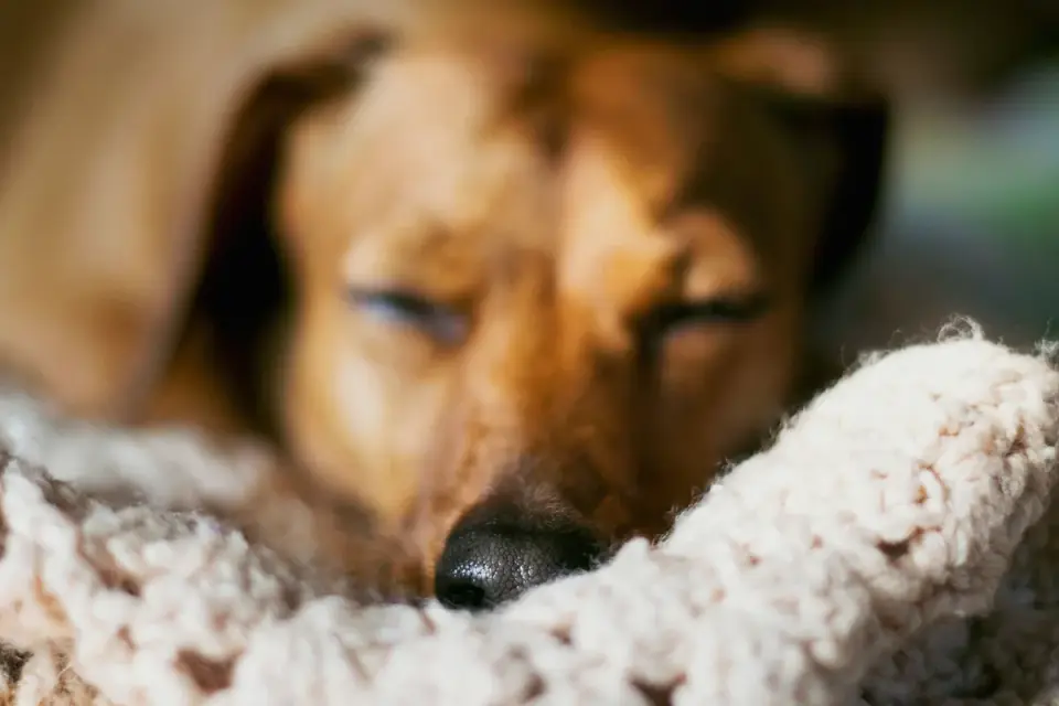A senior dog resting on an orthopedic bed