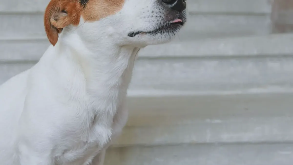 A senior dog standing at the base of a staircase, weight shifted back