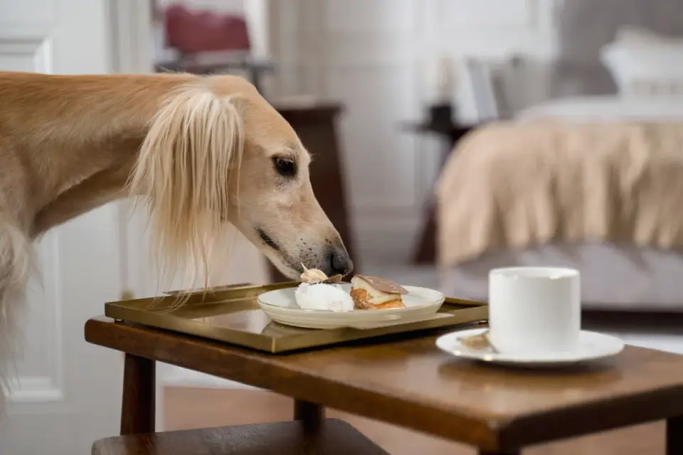 A senior dog standing on a kitchen floor sniffing toward an open supplement bottle on the counter