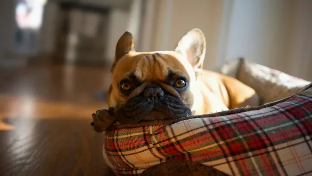A senior dog stretching stiffly as it rises from a dog bed