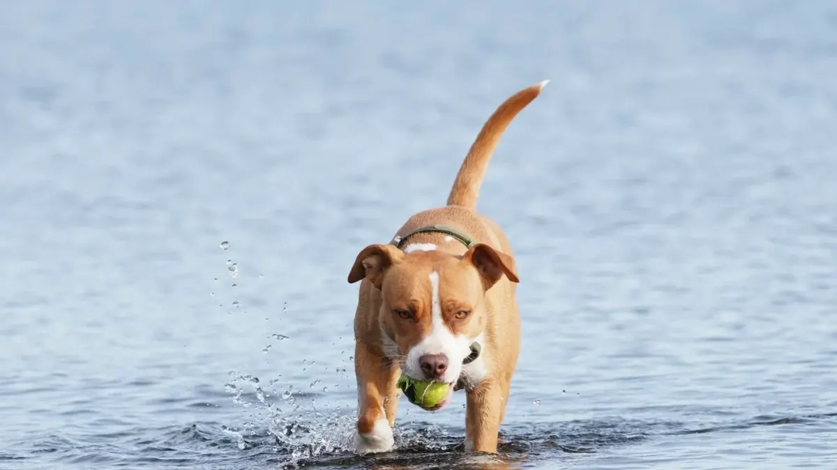 A senior dog wading into shallow water beside its owner