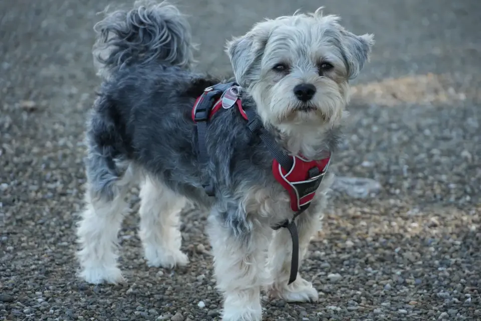 A senior dog walking along a gravel trail
