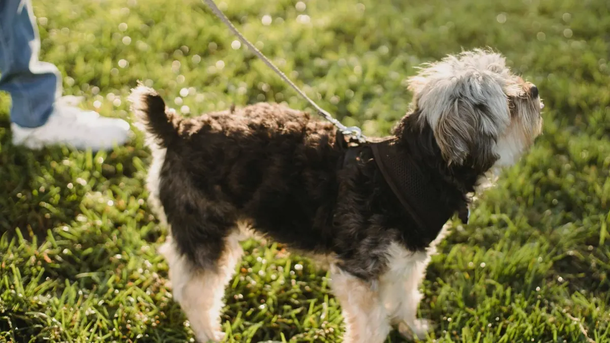 A senior dog walking calmly on a leash beside its owner