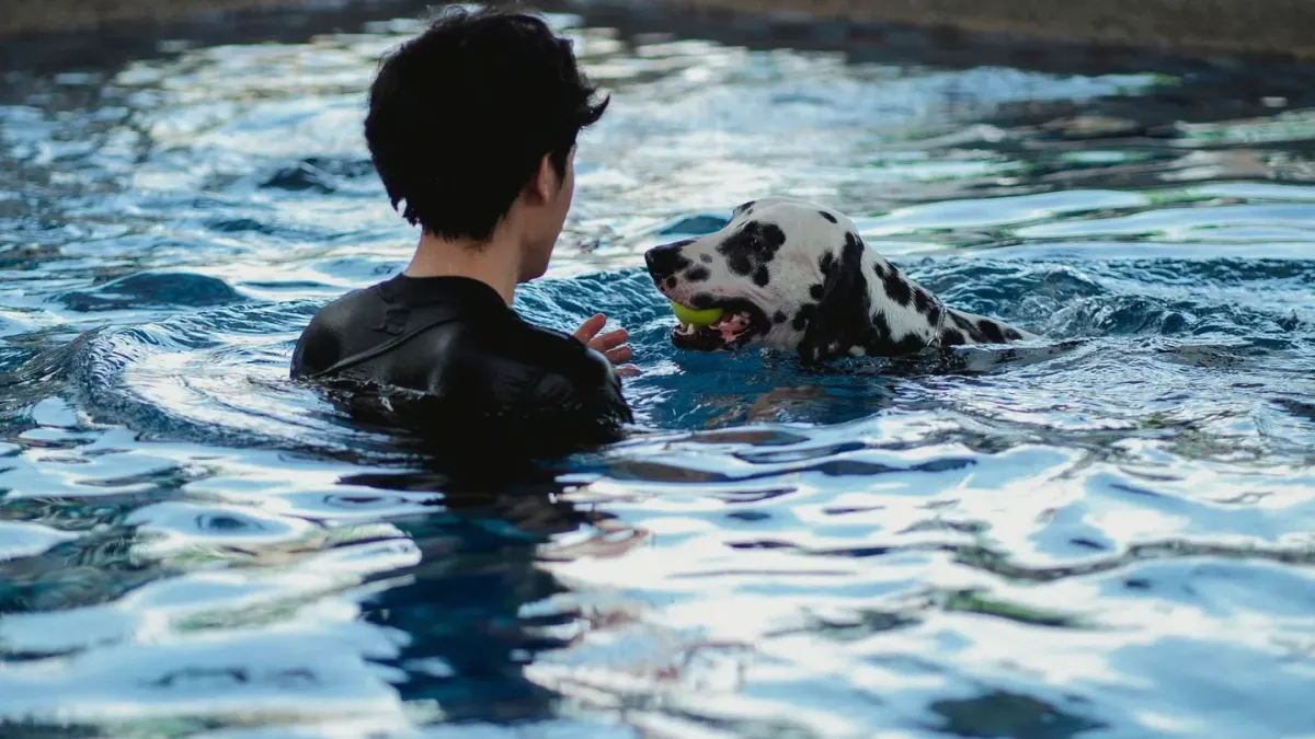 A senior dog walking on an underwater treadmill during a rehabilitation session