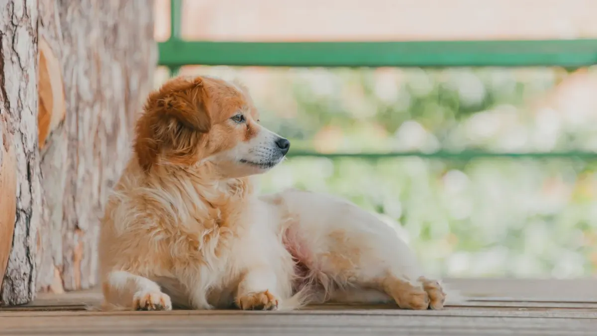 A senior golden retriever lying calmly on a sunlit wood floor