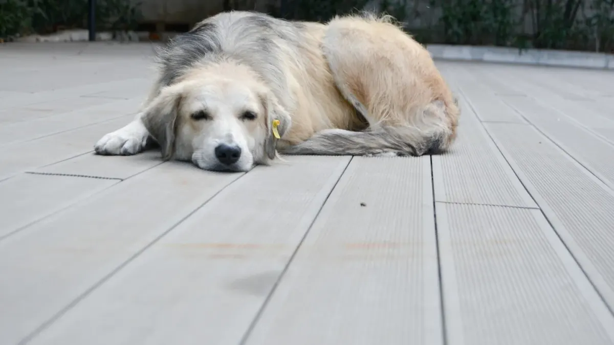 A senior golden retriever lying on a orthopedic dog bed, favoring one hip