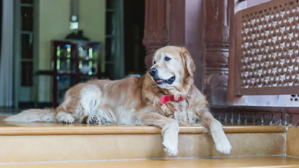 A senior golden retriever pausing at the base of a short set of porch stairs