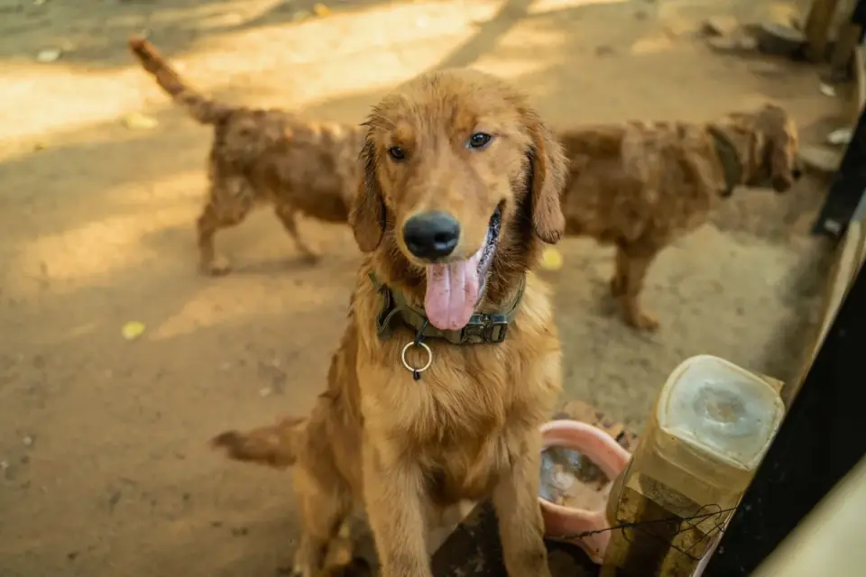 A senior golden retriever pushing up off a dog bed in a sunlit living room