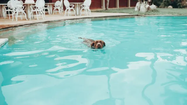 A senior golden retriever wearing a flotation vest swimming in a rehabilitation pool