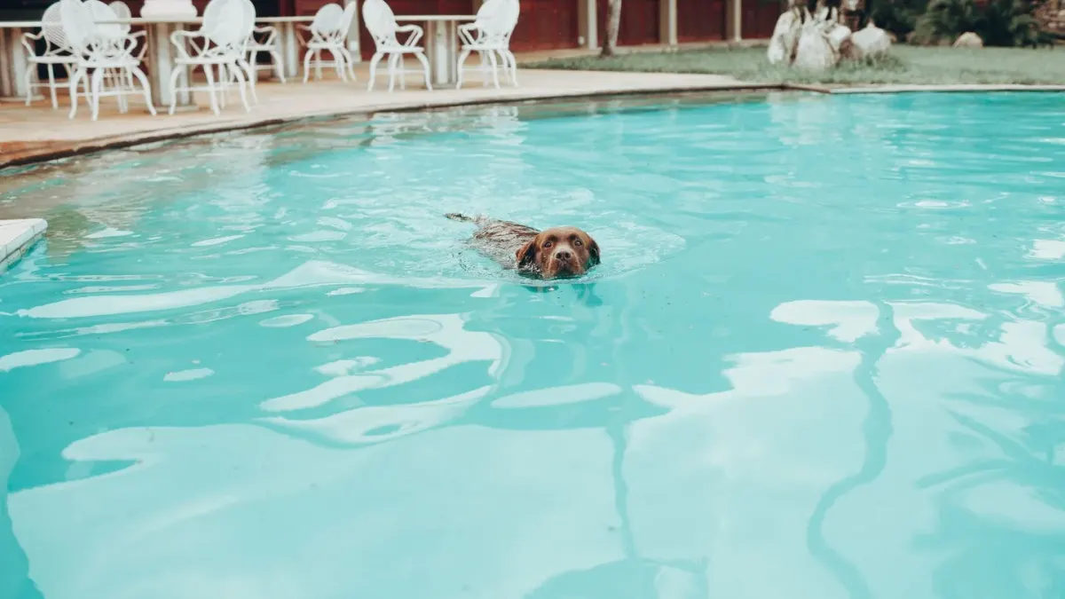 A senior golden retriever wearing a flotation vest swimming in a rehabilitation pool